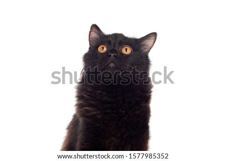 Grey Short Haired Persian Cat Images And Stock Photos Page 6