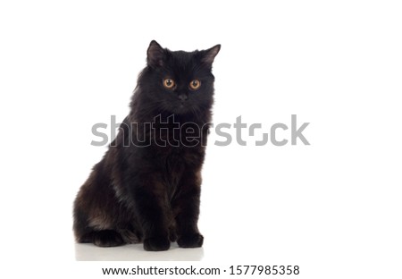 Grey Short Haired Persian Cat Images And Stock Photos Page 6