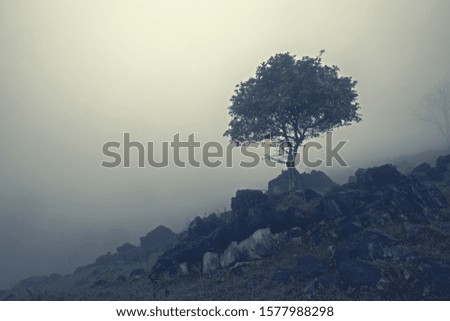 Tree between rocks on misty mountain slope. Aquismón, Huasteca Potosina, Mexico