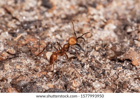 Army Ant photographed in Linhares, Espirito Santo. Southeast of Brazil. Atlantic Forest Biome. Picture made in 2014.