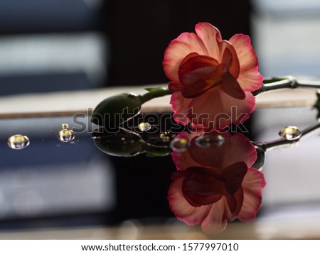 Reflexion of a backlit mini carnation with water droplets on a black reflecting surface