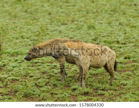 Spotted Hyena (Crocuta crocuta) in the Serengeti National Park