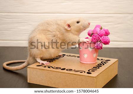White rat sits on a beautiful openwork wooden stand with a present bucket of pink rose flowers, on black and white wooden background. Picture for a greeting card.