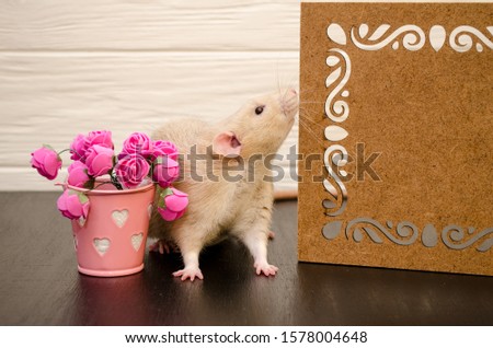 White rat sits near a beautiful openwork wooden stand, sniffing it, with a bucket of pink rose flowers, on black and white wooden background. Picture for a greeting card.