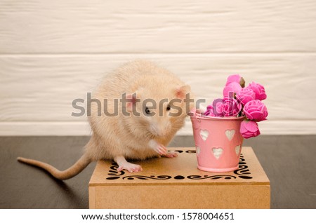 White rat sits on a beautiful openwork wooden stand with a present bucket of pink rose flowers, on black and white wooden background. Picture for a greeting card.