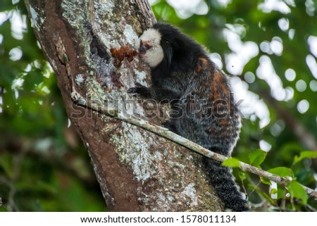 Monkey photographed in Linhares, Espirito Santo. Southeast of Brazil. Atlantic Forest Biome. Picture made in 2014.