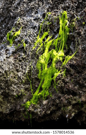 Texture of drying green algae on a black rock