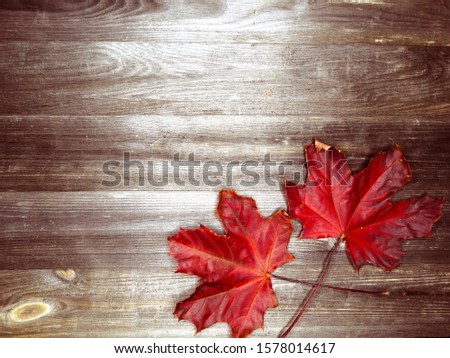 autumn background forest with maple red yellow leaves  