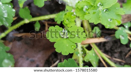 A drop of rain on a green leaf of celandine