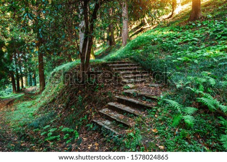 Step trail in a mysterious green forest