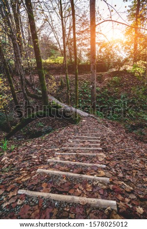 Hiking trail and wooden stairs with tree bridge in the autumn forest
