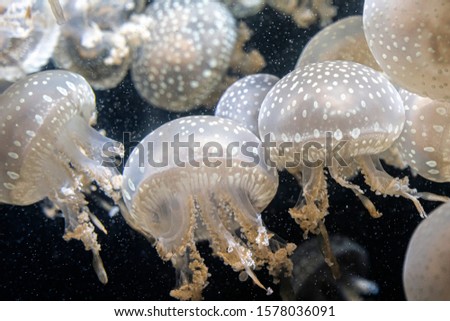 Jellyfish on a dark background. background of the jellyfish