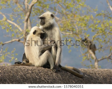 Wild Indian Monkeys, Mother and Child consoling each other.