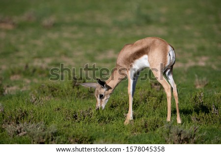 Springbok (Antodorcas marsupialis), Kgalagadi Transfrontier Park in rainy season, Kalhari Desert, South Africa/Botswana