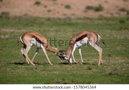 Springbok (Antodorcas marsupialis), Kgalagadi Transfrontier Park in rainy season, Kalhari Desert, South Africa/Botswana