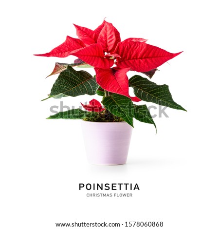 Red poinsettia christmas flower isolated on white background with clipping path. Creative layout made of potted winter plant. Floral design element and holiday concept

