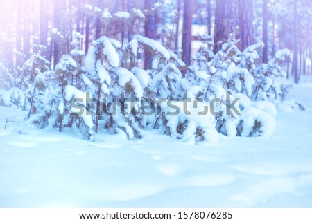 beautiful winter landscape in the forest pine trees in white snow