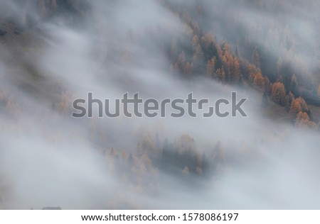 Misty beautiful autumn forest in Dolomites Mountains, Alpe di Siusi, Italy