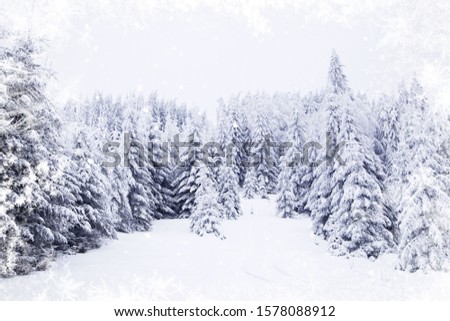 winter snowy fir trees forest 