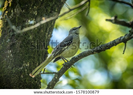 An adult mockingbird on a tree branch singing on sunny spring day in the woods along the walking trail