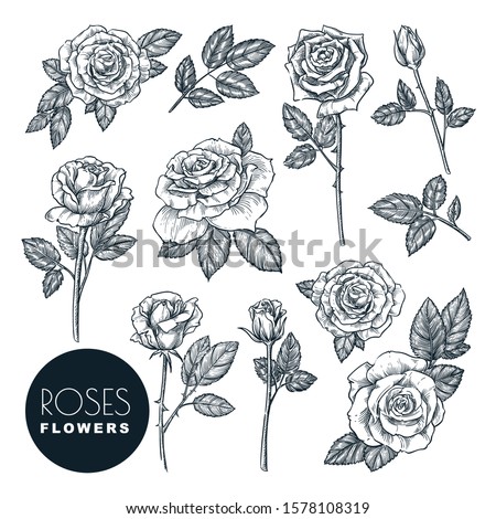 Roses flowers set, vector sketch illustration. Hand drawn floral nature design elements. Rose blossom, leaves and buds isolated on white background.