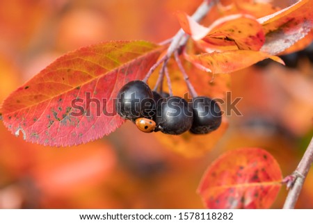 Branches with ladybug on black berries and red leaves of chokeberry in autumn.