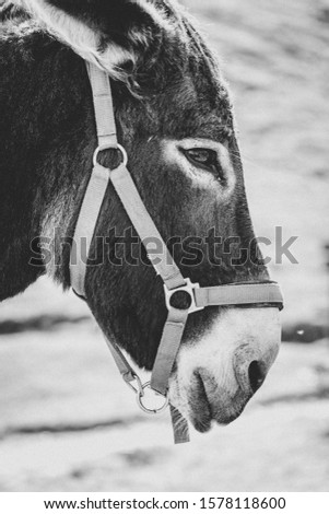 A vertical grayscale closeup shot of the head of a cute donkey - innocence concept