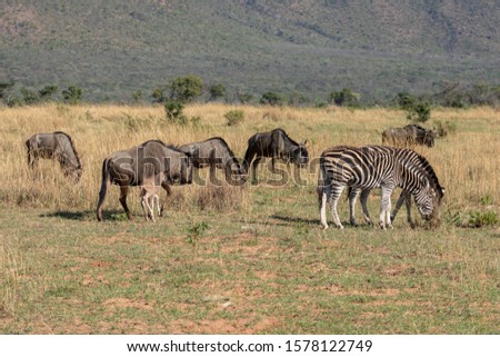 Spotted Zebra at Entabeni South Africa