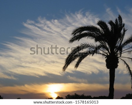 Palm tree in front of a sunset