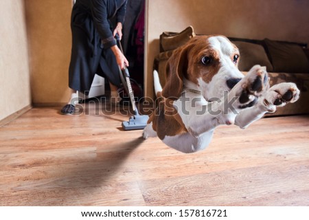 Very terrible vacuum cleaner , focus on dog head Royalty-Free Stock Photo #157816721