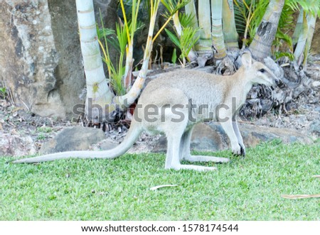 Kangaroo is the world's largest marsupial, and the only biped in the group