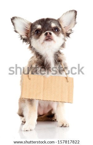 Chihuahua puppie  with empty cardboard.  Dog holding a homeless