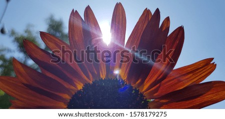 Red decorative sunflower (half, close-up)