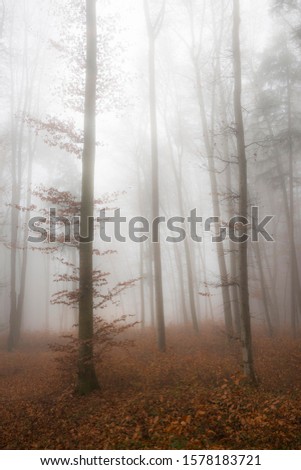 Fog in late autumn beech forest (Fagus), Salzburg, Austria