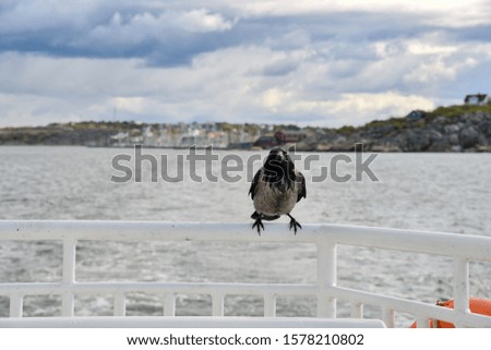 
A raven sits on the railing of a ferry sailing off the shore.