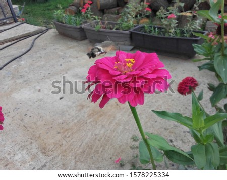 Small hummingbird on pink flower.