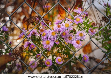 A cluster of flowers bloom behind a chain link fence