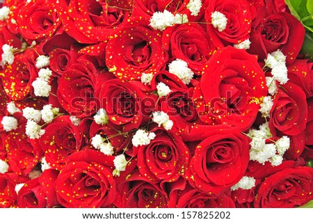 The red roses, close-up pictures  