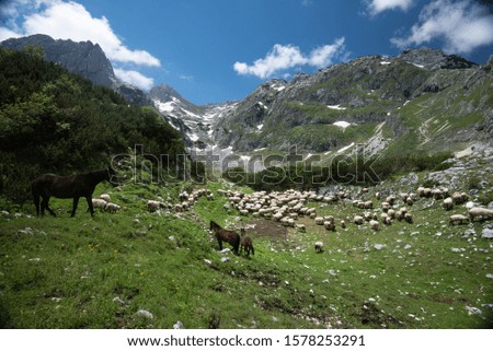 Horses in a meadow with sheep in Durmitor, Montenegro