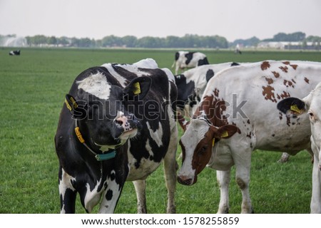 A picture of cows in a field, getting realy close. 