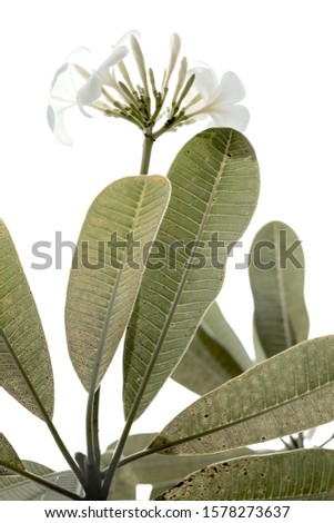 White plumeria (frangipani) flowers with green leaves.Beautiful flowers blooming in garden.