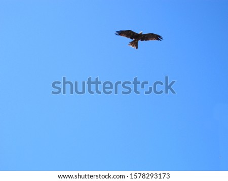 Australian Eagle in full flight