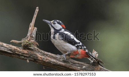 woodpeckers on a tree near his home close-up