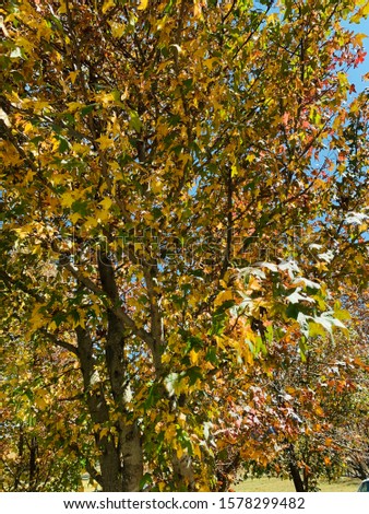 Leaves of a tree turning brown before falling during the autumn season