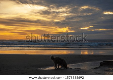 A Cloudy sunset on an dog beach in California with the sun reflecting off the water and a dog standing in silhouette 