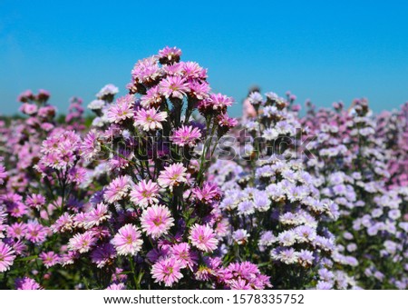    The flower Margaret in fields                             Royalty-Free Stock Photo #1578335752