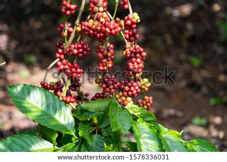 Coffee beans ripening, fresh coffee,red berry branch, industry agriculture on tree in Buon Me Thuot, Vietnam.