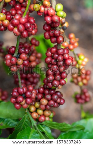 Coffee beans ripening, fresh coffee,red berry branch, industry agriculture on tree in Buon Me Thuot, Vietnam.