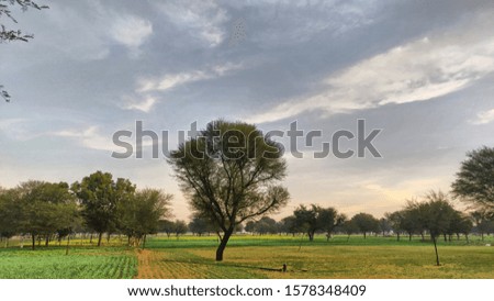 green field and cloudy sky. wheat plants and big trees.