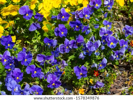 Pretty deep purple blue flowers of pansy  derived by hybridization from several species in the section Melanium of the genus Viola flowering in a mixed urban flower bed are delightfully cheerful.
